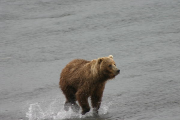 Bear Viewing Kodiak Island Alaska
